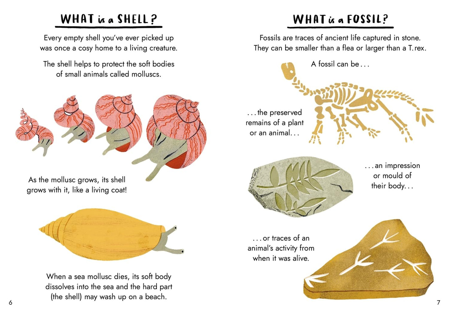 Little Guides to Nature: Hello Fossils and Shells