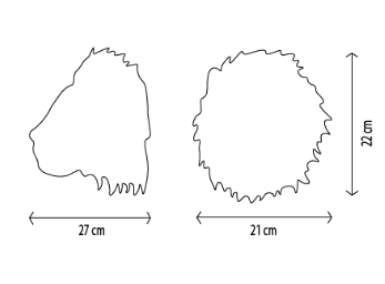 Wild & Soft - Cesar the lion (Head)