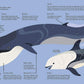 Wild About Whales
