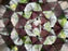 Kikkerland - Huckleberry kaleidoscope